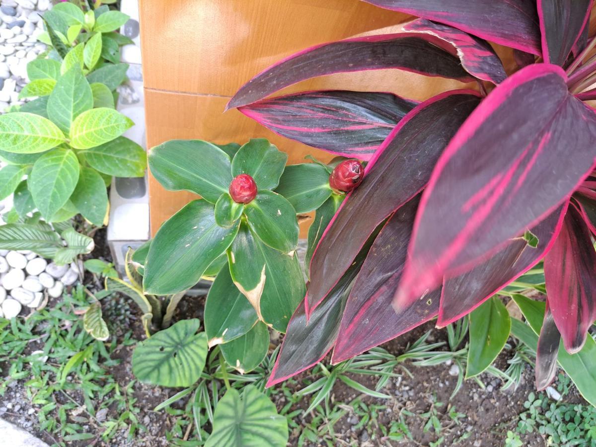 Sanur Ascarya Guest House מראה חיצוני תמונה